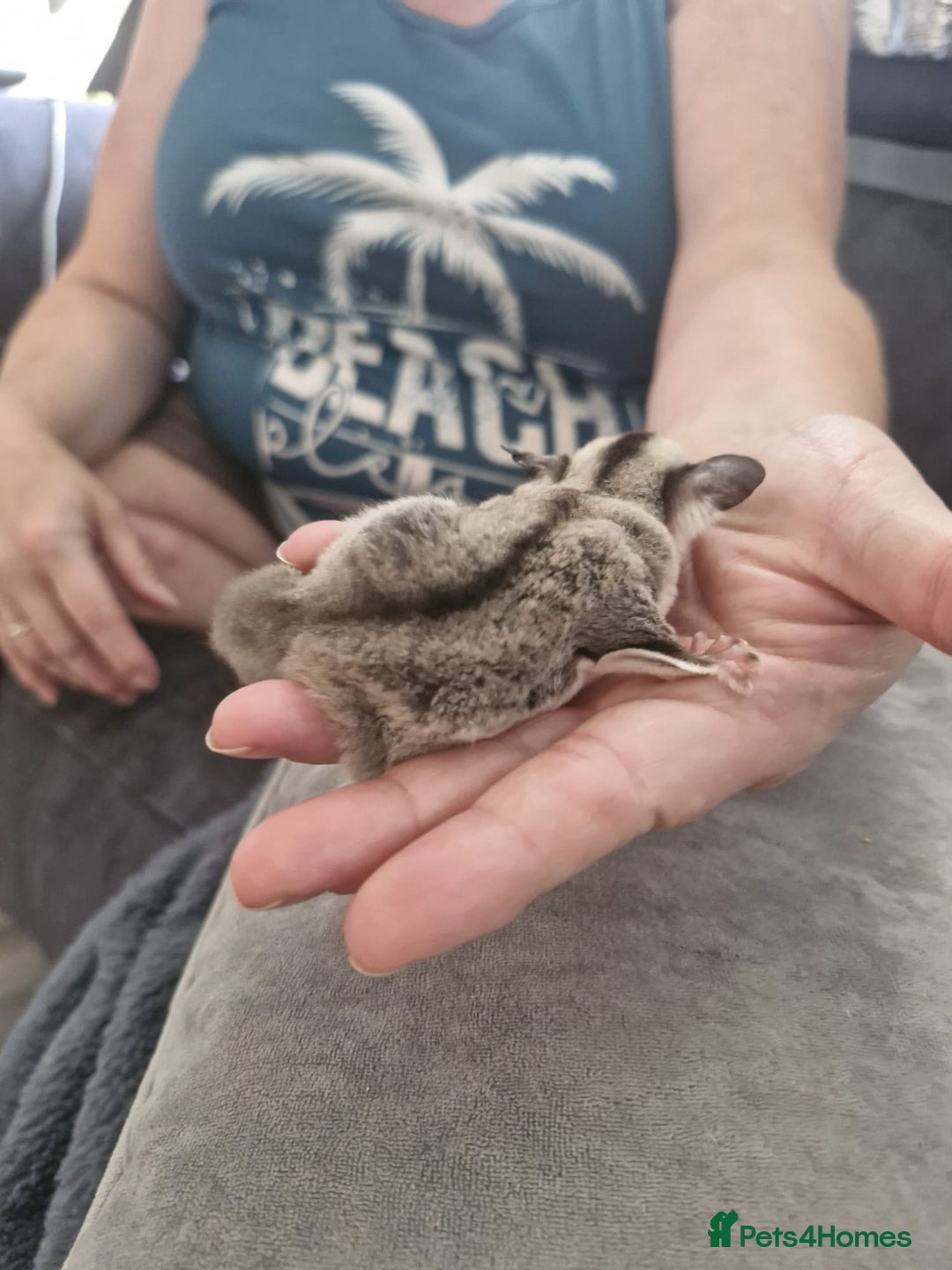 Sugar Glider rodents for sale: Breeding pair of  sugar gliders ready 13th sept   - Image 17