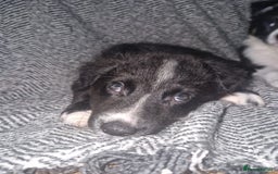 Border Collie dogs for sale: Stunning little litter of border collies  - Image 5