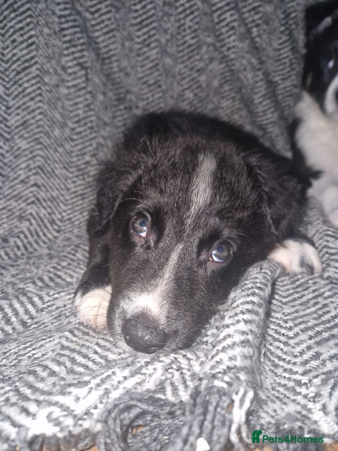 Border Collie dogs for sale: Stunning little litter of border collies  - Image 5
