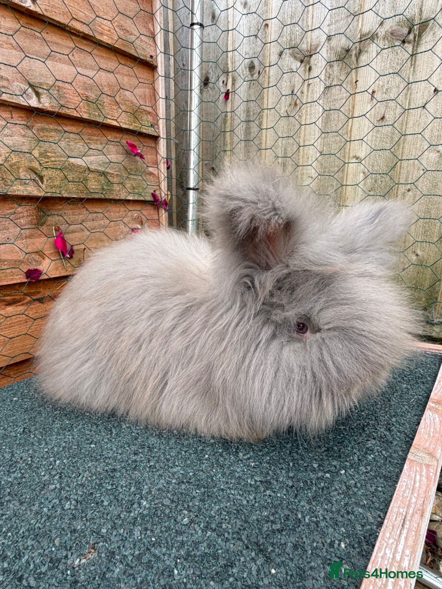 Angora rabbits pedigree english angoras  - Advert 1
