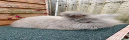 Angora rabbits for sale: pedigree english angoras  - Advert 1
