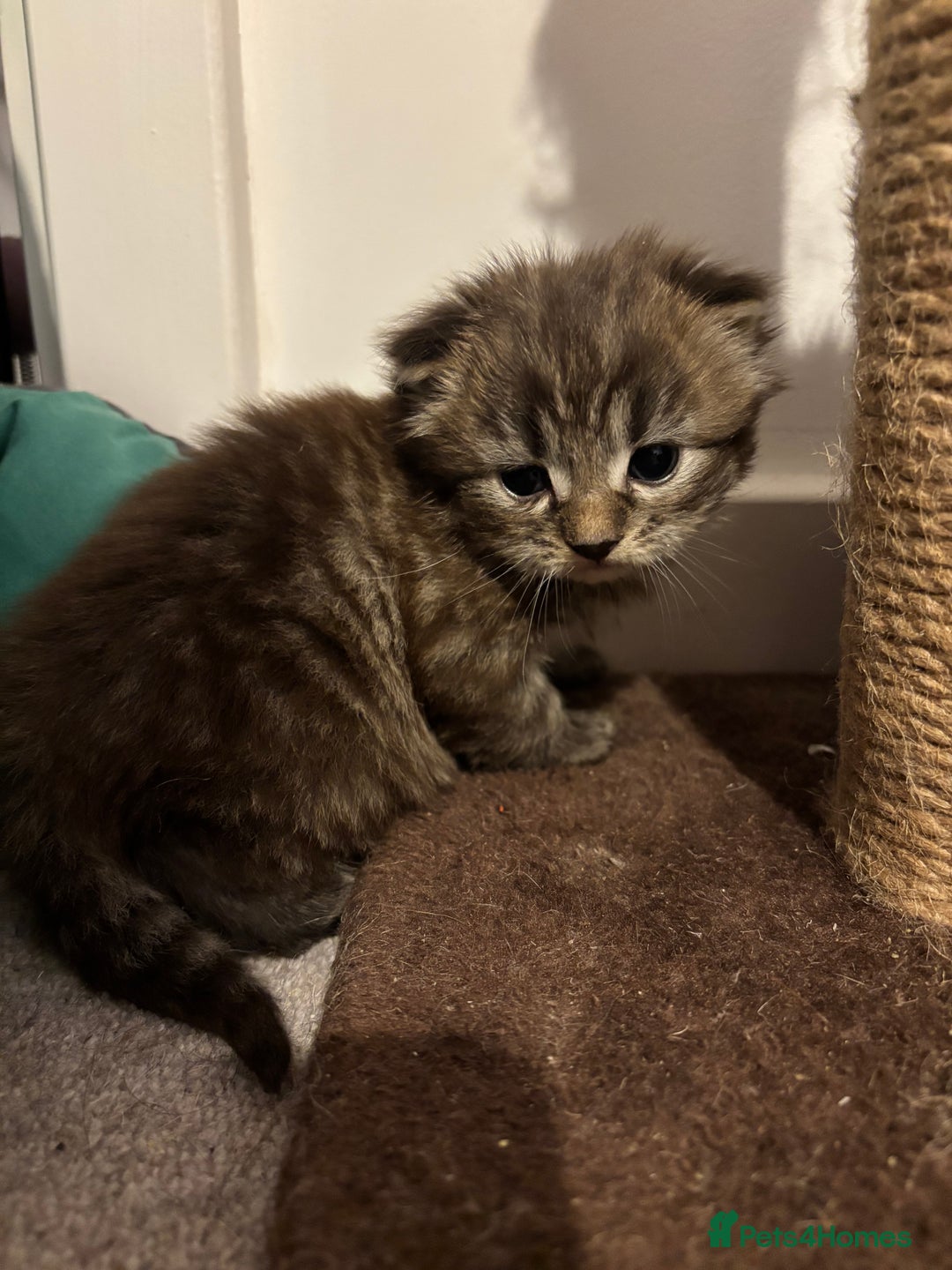 Mixed Breed cats for sale: Long haired bts cross ragdoll kittens   - Advert 7