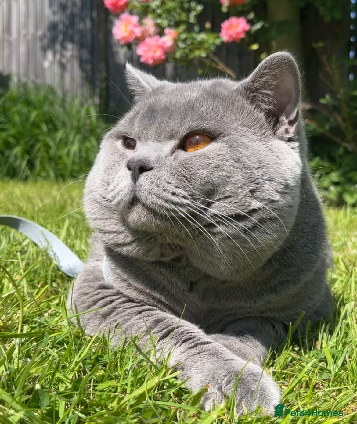 British Shorthair cats Lilac & Blue BSH’s GCCF available in 2 weeks 🩵💜 - Advert 2