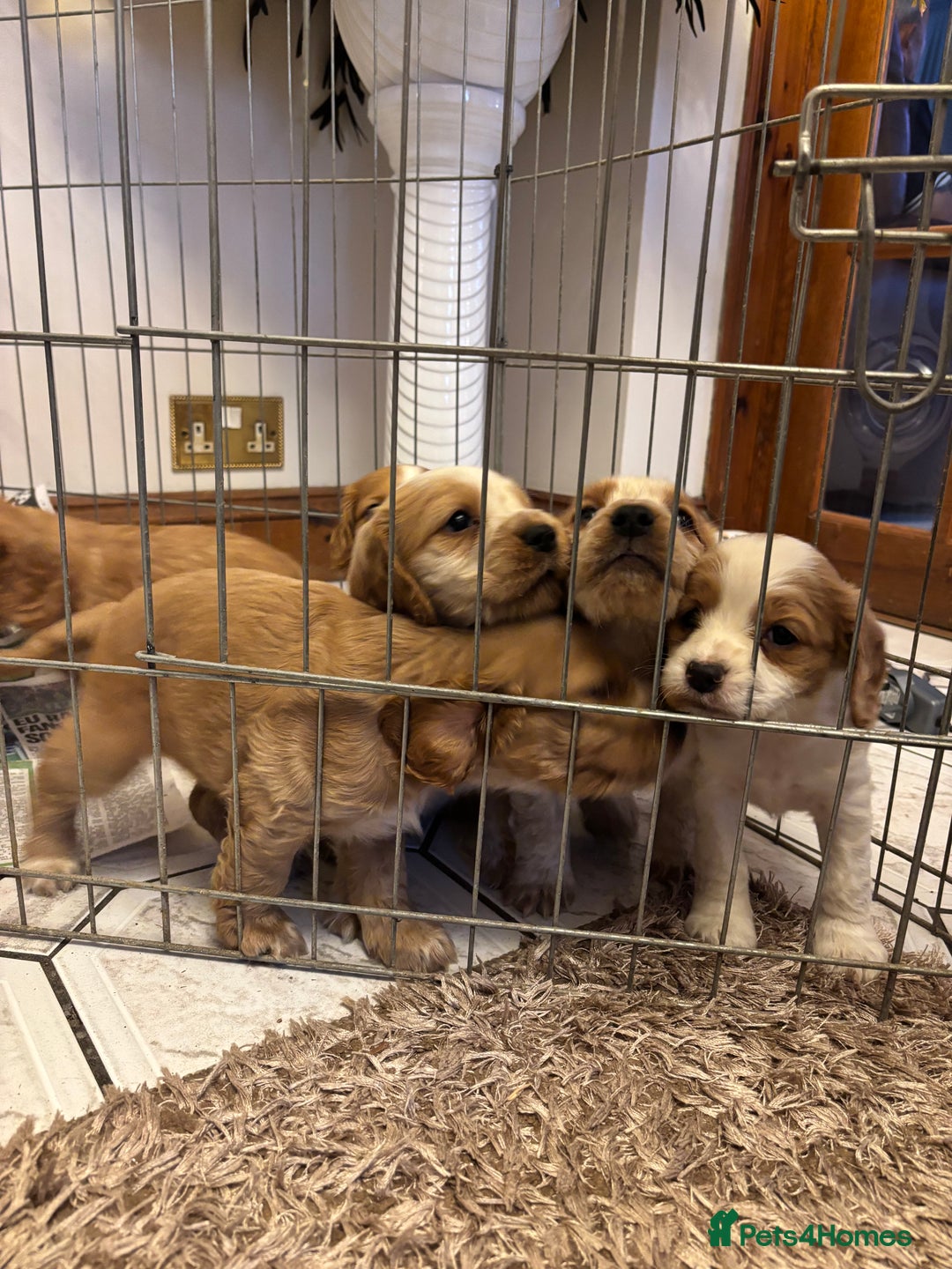 Cocker Spaniel dogs for sale: KC reg cocker spaniels  - Advert 14