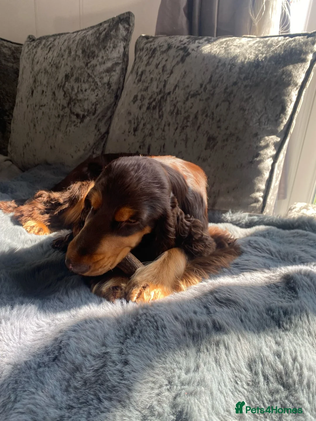 Cocker Spaniel dogs for stud: TRUE TO TYPE- Chocolate & Tan Show Cocker Spaniel in Holywell - Advert 16