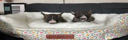 Miniature Bull terrier dogs for sale: Miniature bull terrier puppies  - Advert 4