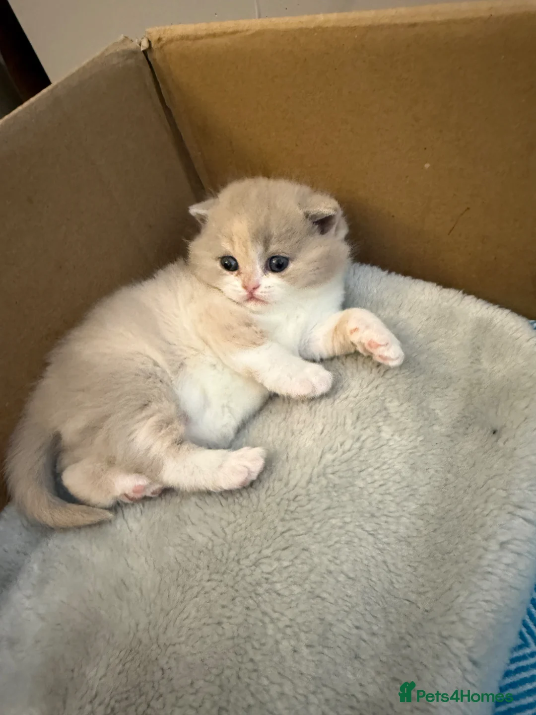 British Shorthair cats for sale: Active register beautiful tricolour girl - Advert 1