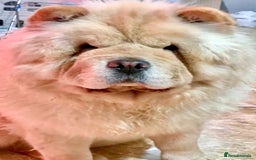 Chow Chow dogs for sale: KC ADULT FEMALE CHOW FOR SALE!!!!!!!! - Image 2