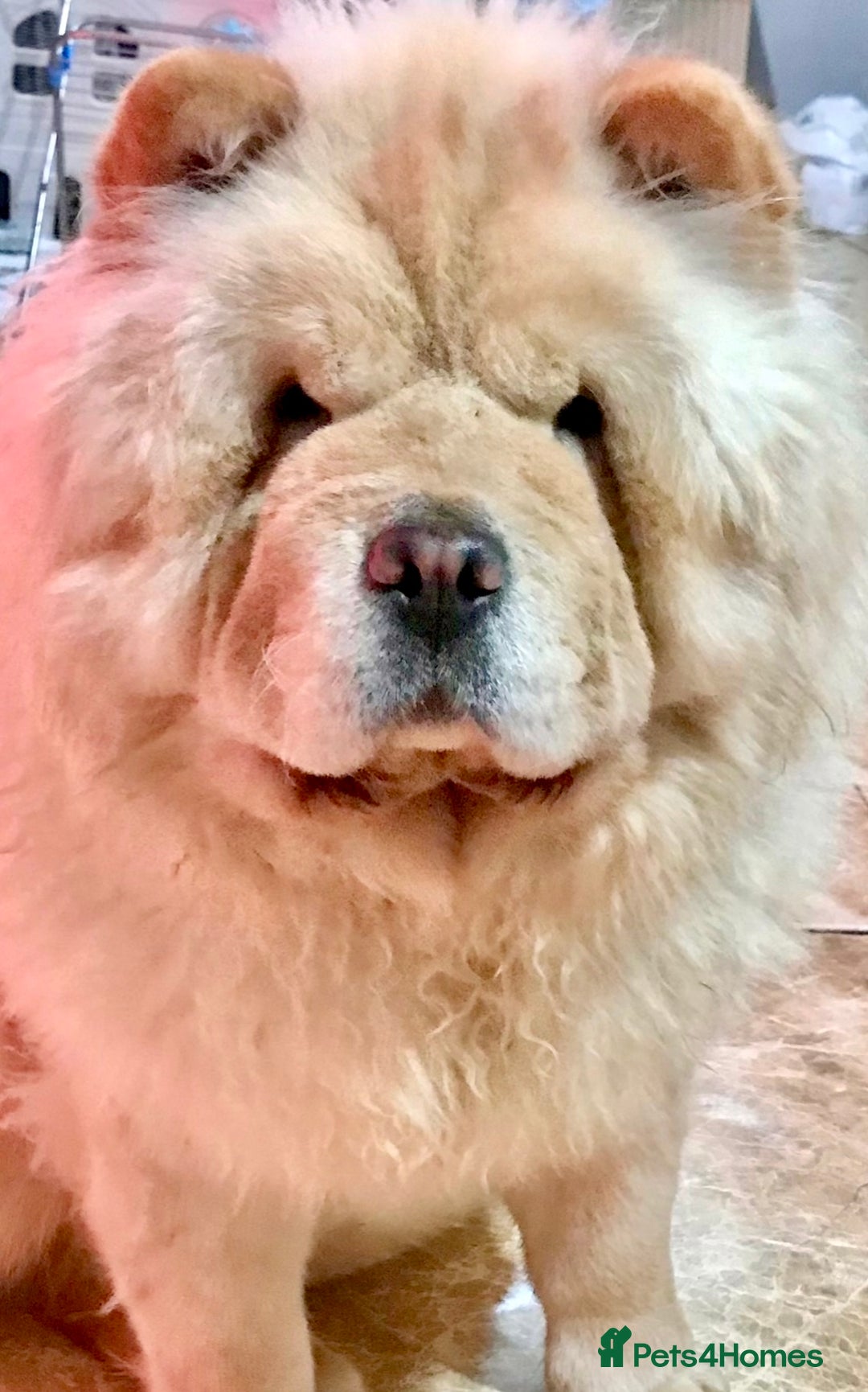 Chow Chow dogs for sale: KC ADULT FEMALE CHOW FOR SALE!!!!!!!! - Image 2