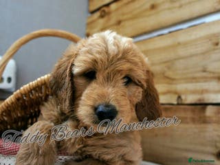 Mini Goldendoodle dogs Stunning home-bred F1 Goldendoodles GIRLS - Advert 14