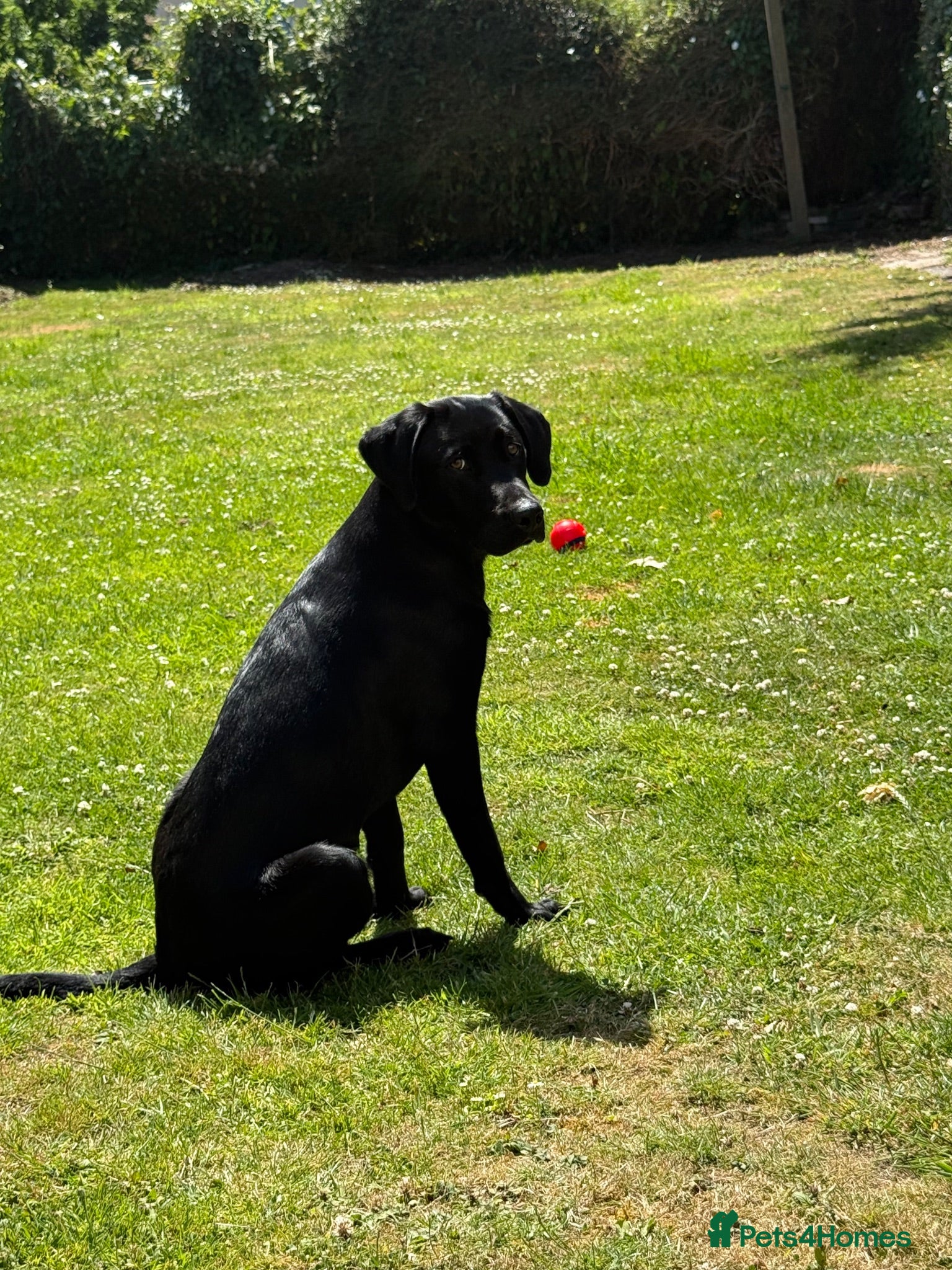 Labrador Retriever dogs Bailey 7 month Labrador  - Advert 5