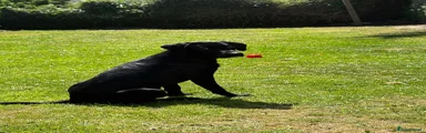 Labrador Retriever 1