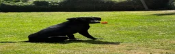 Labrador Retriever dogs for sale: Bailey 7 month Labrador  - Advert 1