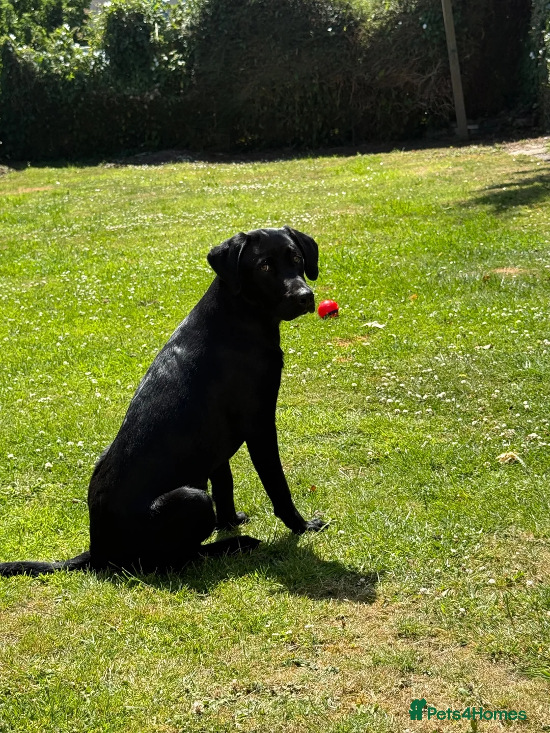 Labrador Retriever dogs for sale: Bailey 7 month Labrador  - Advert 1