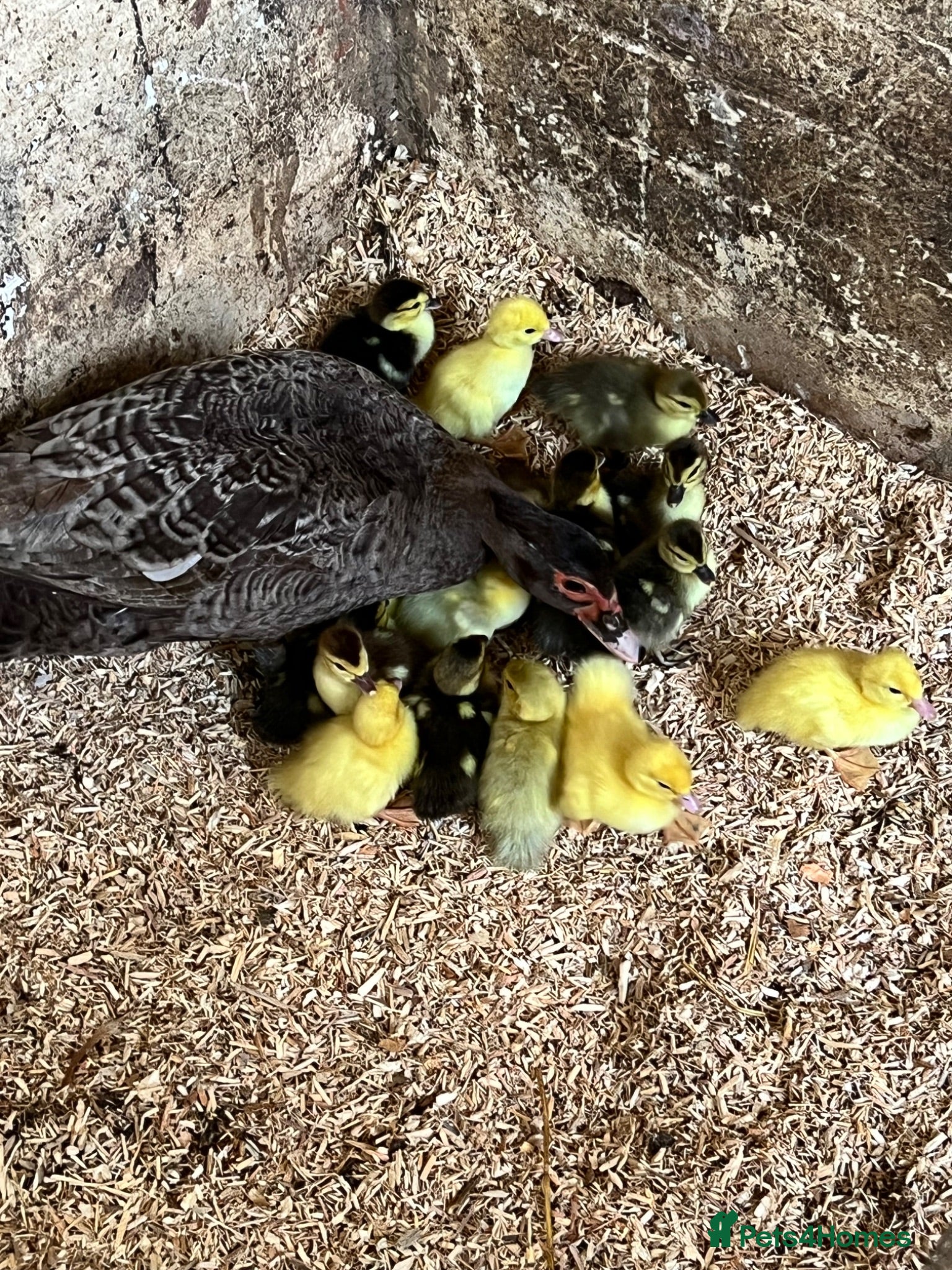 Ducks poultry Muscovy - lots of colours - Hatched Regularly - Advert 2