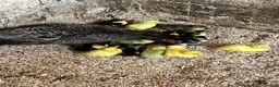 Ducks poultry for sale: Muscovy - lots of colours - Hatched Regularly - Advert 2