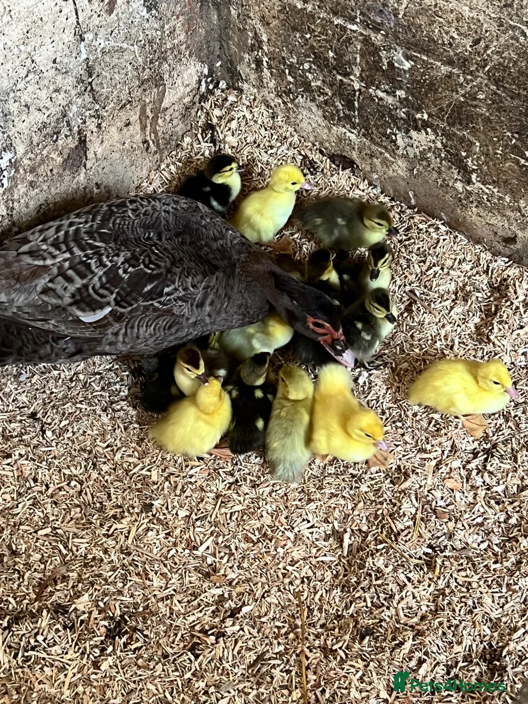 Ducks poultry for sale: Muscovy - lots of colours - Hatched Regularly - Advert 2