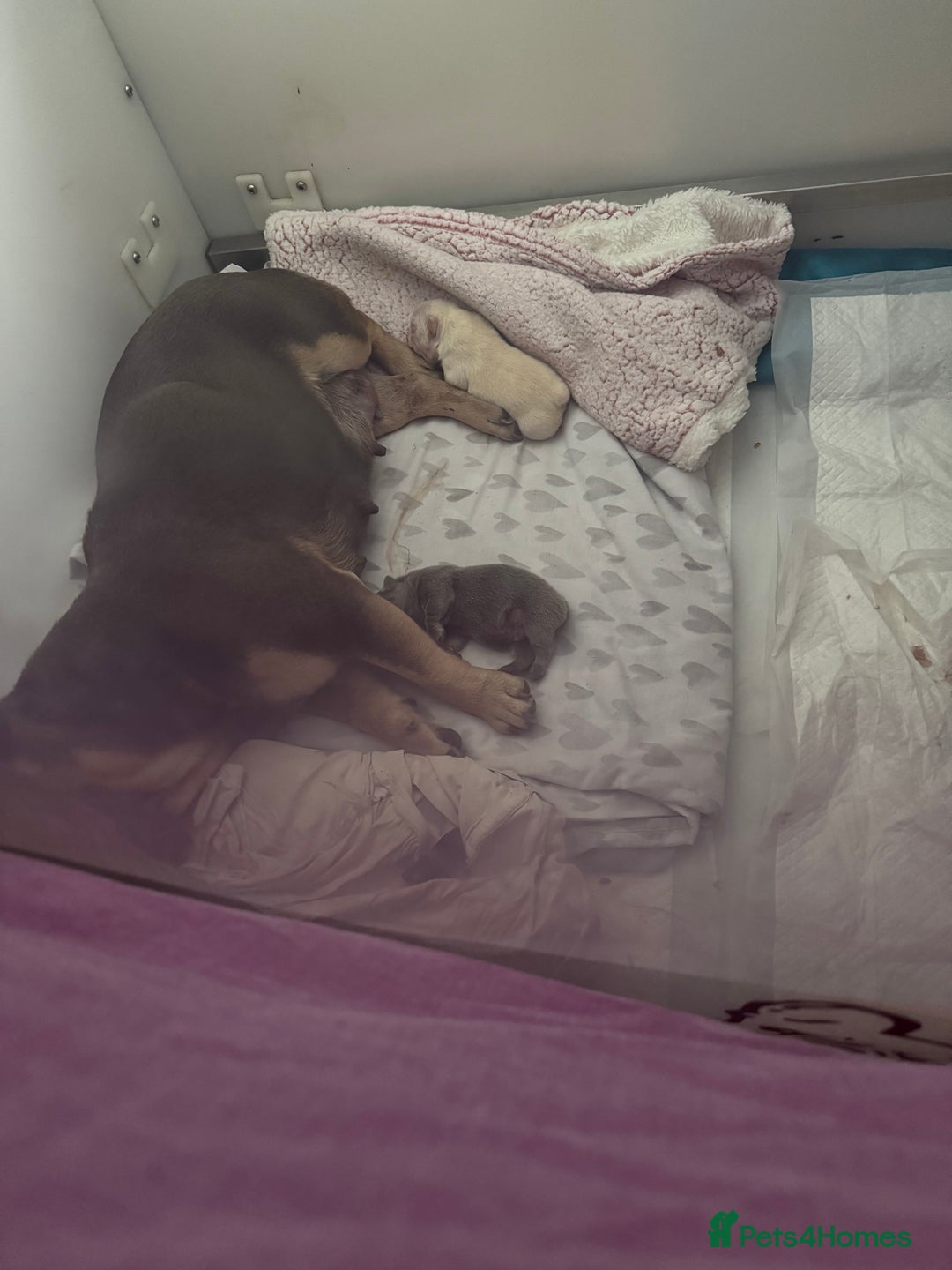 French Bulldog dogs for sale: AMAZING QUALITY FRENCH BULLDOG PUPS  - Advert 3