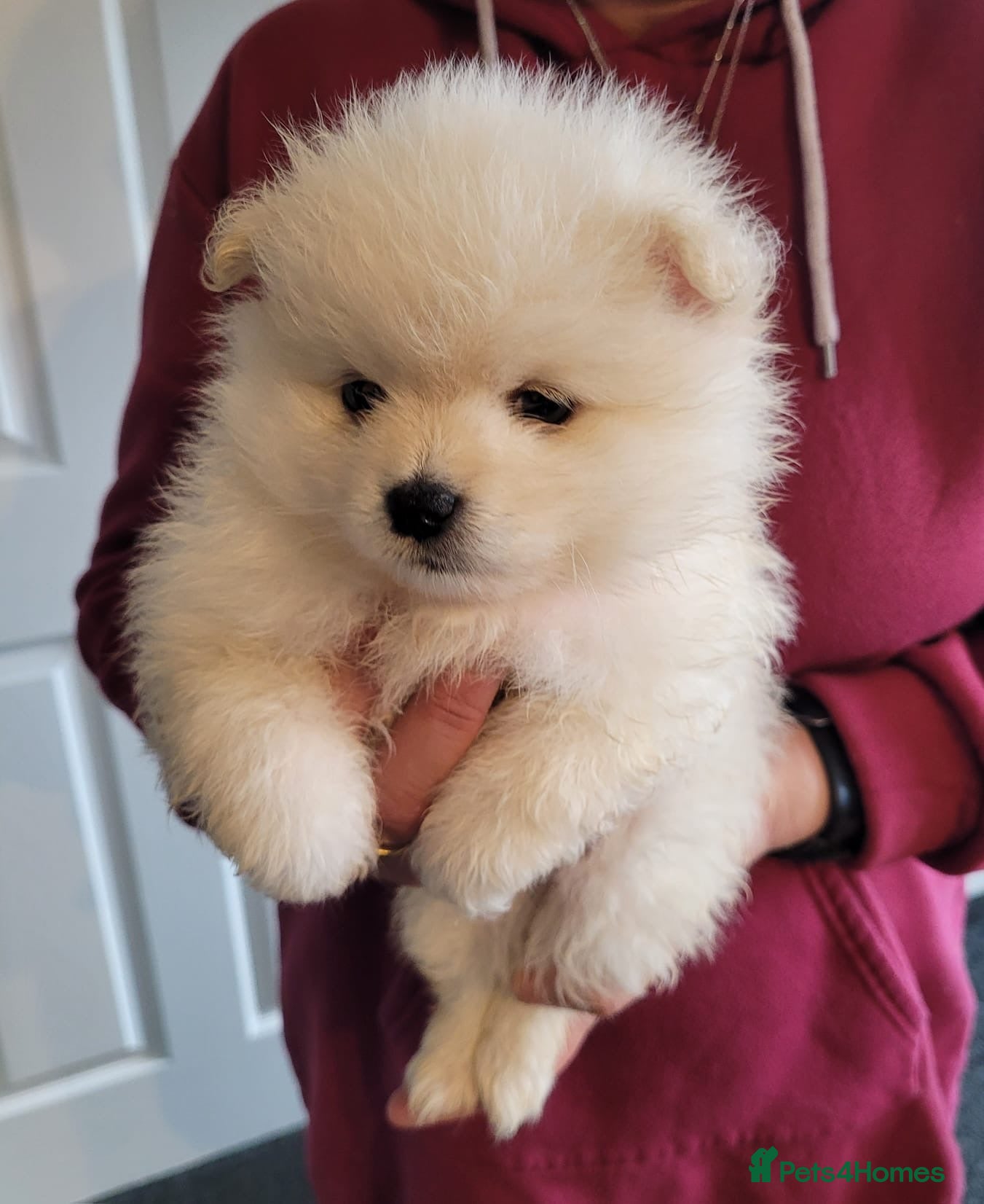 Pomeranian dogs Pomeranian puppies teddy face 🐶pure pedigree  - Advert 2