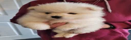 Pomeranian dogs for sale: Pomeranian puppy READY NOW 🐶pure pedigree  - Advert 2