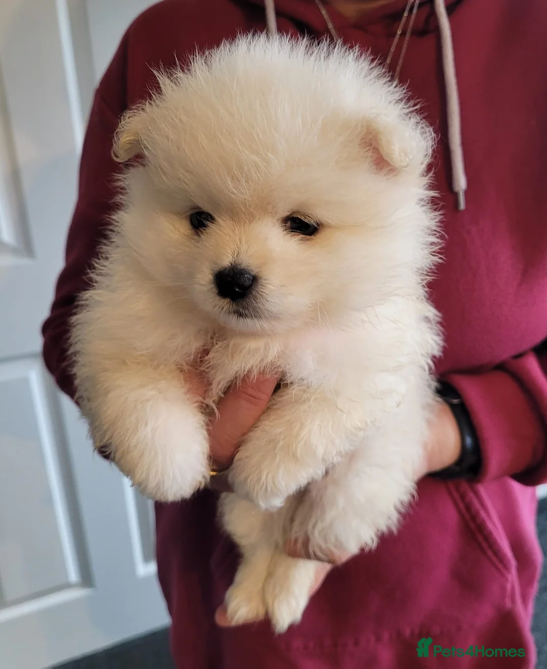 Pomeranian dogs for sale: Pomeranian puppy READY NOW 🐶pure pedigree  - Advert 2