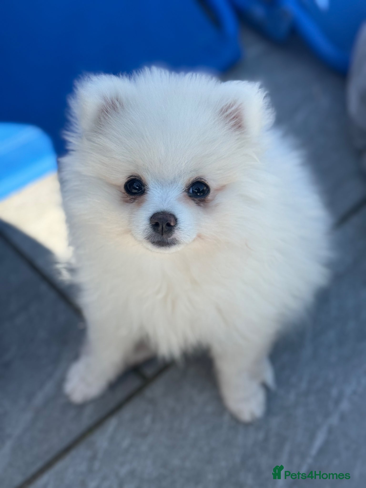 Pomeranian dogs READY TO GO. Kc reg 2 girls. - Advert 7