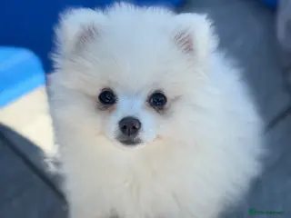 Pomeranian dogs READY TO GO. Kc reg 2 girls. - Advert 7