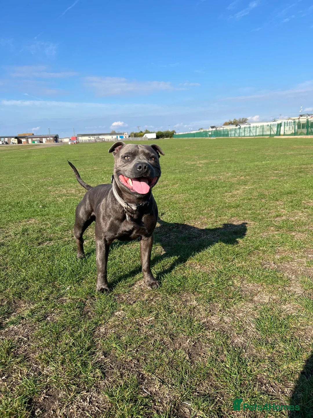Staffordshire Bull Terrier dogs for stud: Staffordshire bull terrier Stud   - Advert 2