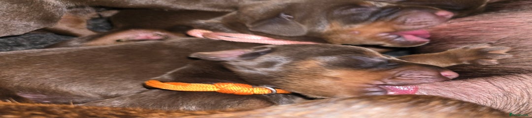 Dobermann Puppy 8