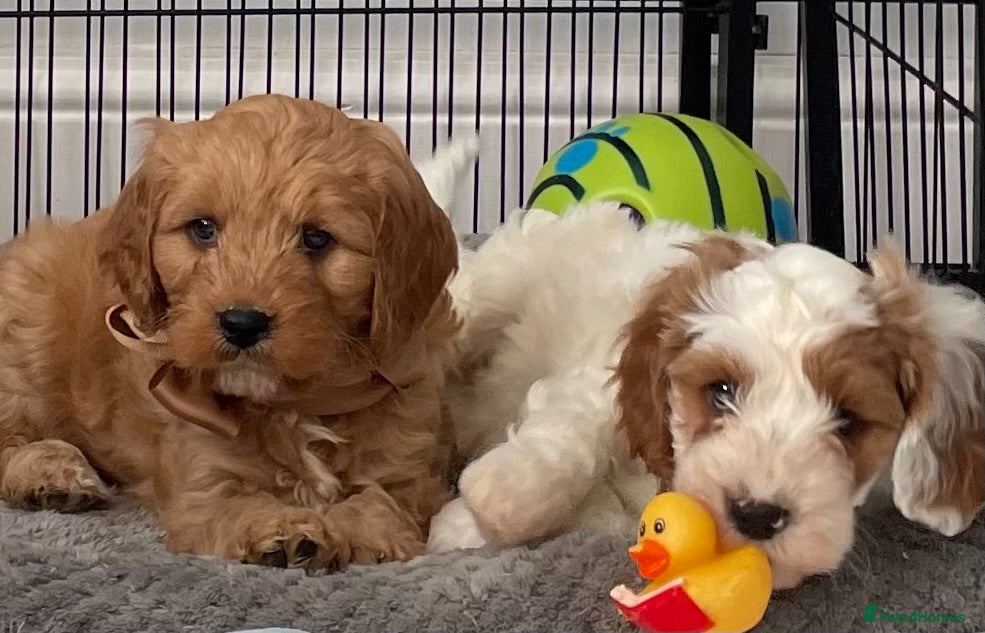 Cavapoo dogs 🐩🐶🐾FULLY HEALTH CLEAR F1 CAVAPOO🐾🐶🐩  - Advert 2