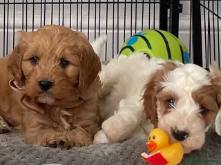 Cavapoo dogs 🐩🐶🐾FULLY HEALTH CLEAR F1 CAVAPOO🐾🐶🐩 - Advert 9