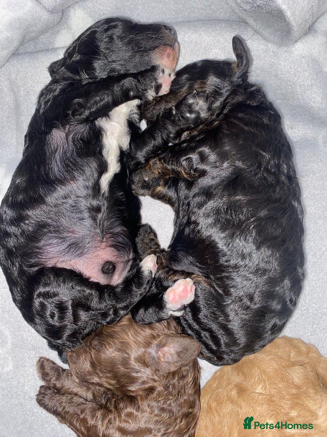 Miniature Poodle dogs for sale: Beautiful Miniature/Toy poodles  - Advert 28