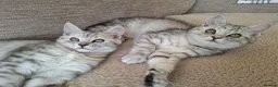 Exotic cats for sale: Exotic Persian cross pedigree manecoon  in Pontefract - Advert 1