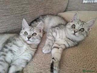 Exotic cats Exotic Persian cross pedigree manecoon - Advert 2