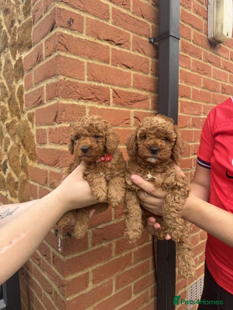 Cavapoo dogs F1bb Toy Cavapoo - Advert 16