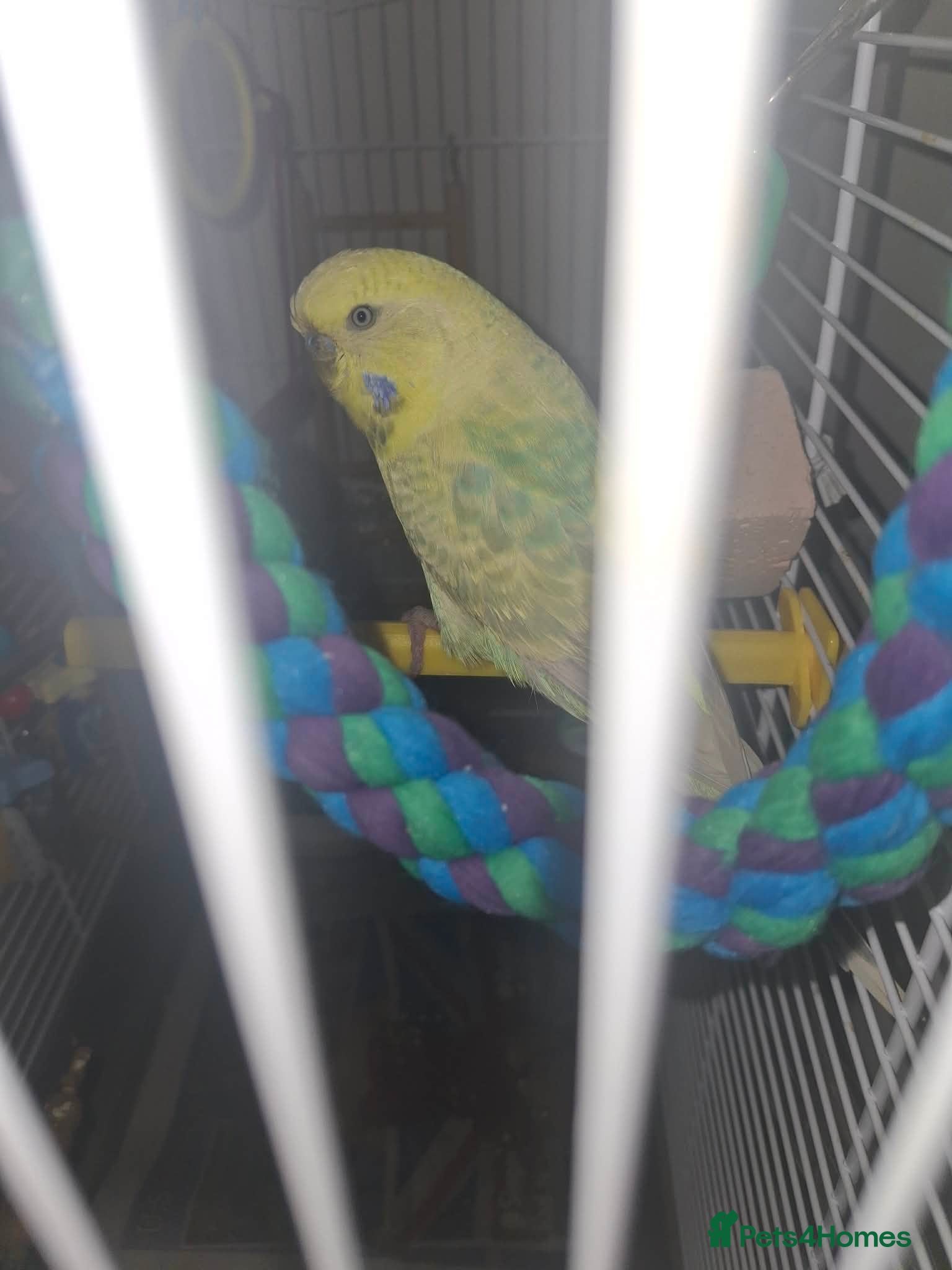 Budgerigars birds Male budgie with cage abs stand  - Advert 5