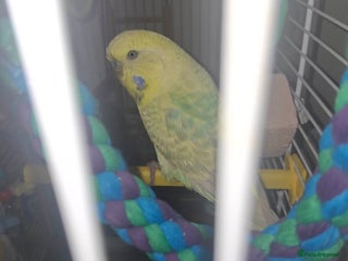 Budgerigars birds Male budgie with cage abs stand - Advert 5