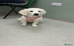 Golden Retriever dogs for sale: Stunning Girl 16 weeks old  - Image 1