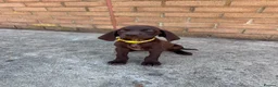 German Shorthaired Pointer dogs for sale: 1 Beautiful German Shorthaired Pointer Pup - Advert 17