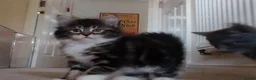 Mixed Breed cats for sale: 3 beautiful kittens looking for a forever home - Advert 4