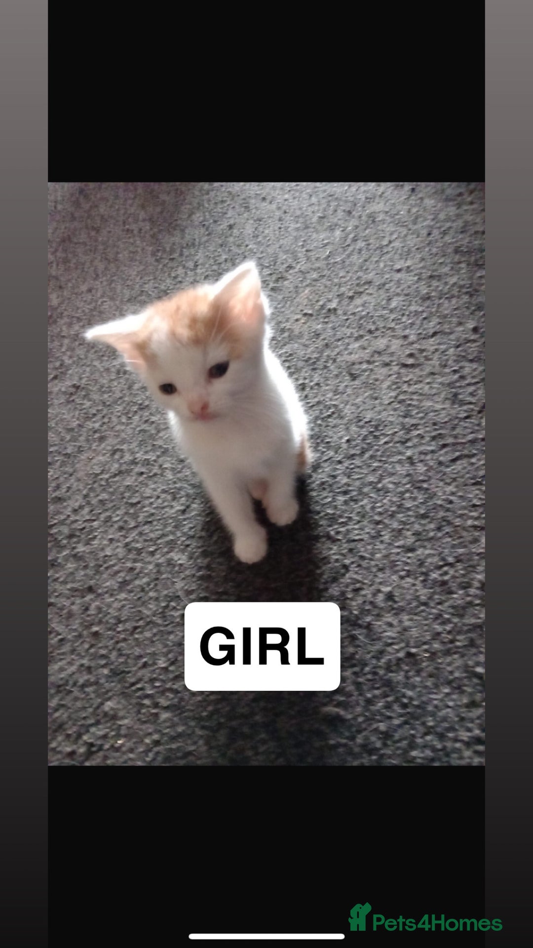 Domestic Shorthair cats for sale: 4 beautiful kittens for sale  - Image 4