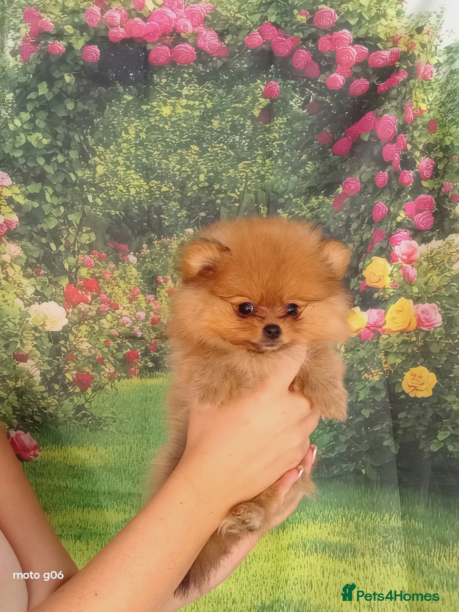Pomeranian dogs  Pretty Pomeranian Puppies Ready to leave - Advert 7