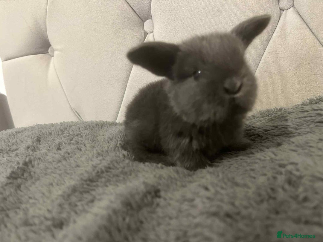 Mini Lop rabbits for sale: Mini lops for sale - Image 5