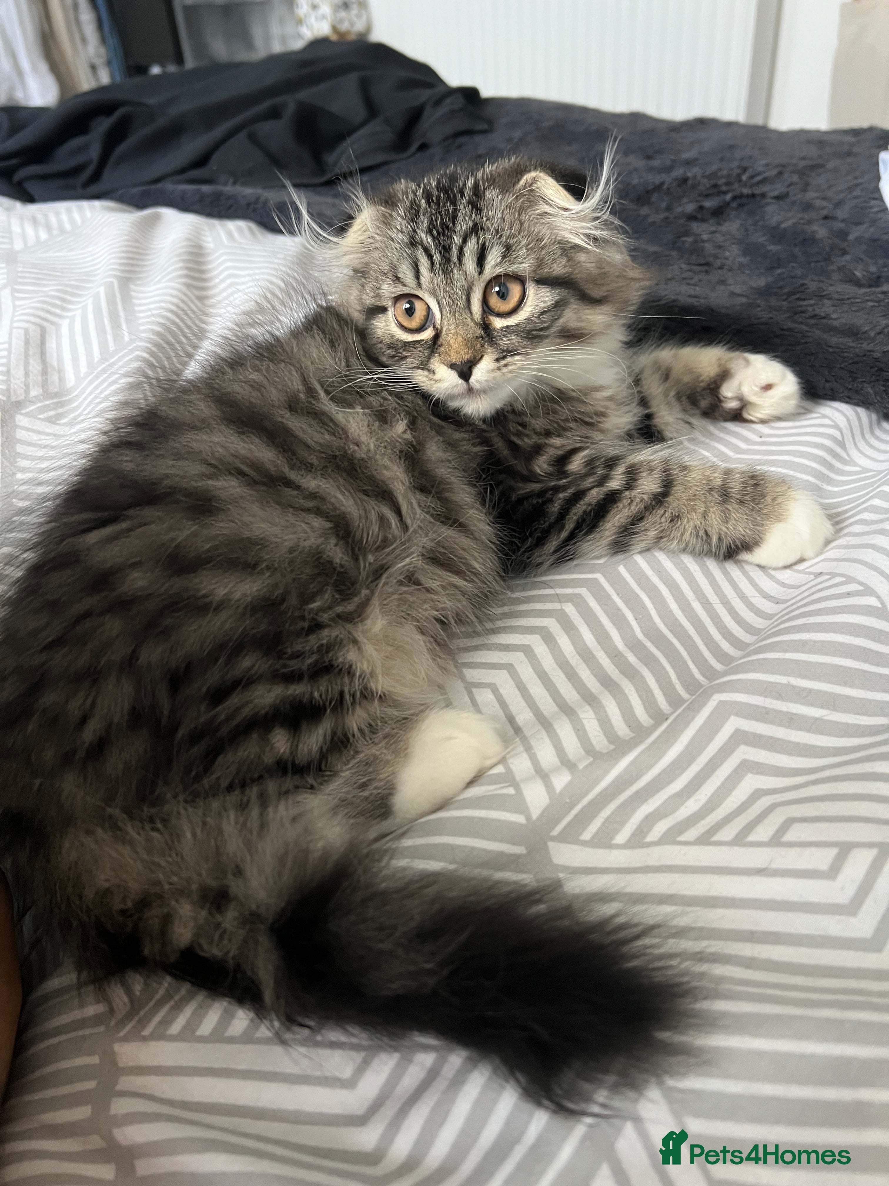 Scottish Fold cats Ragdoll Scottish fold kittens - Advert 1