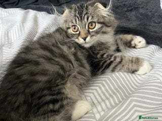 Scottish Fold cats Ragdoll Scottish fold kittens - Advert 17