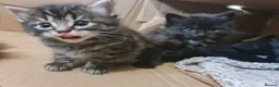 Mixed Breed cats for sale: 2 brother kittens for sale - Advert 16