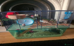 Gerbil rodents for sale: 2 Gerbil males for sale - Ed & Stormz - Image 2