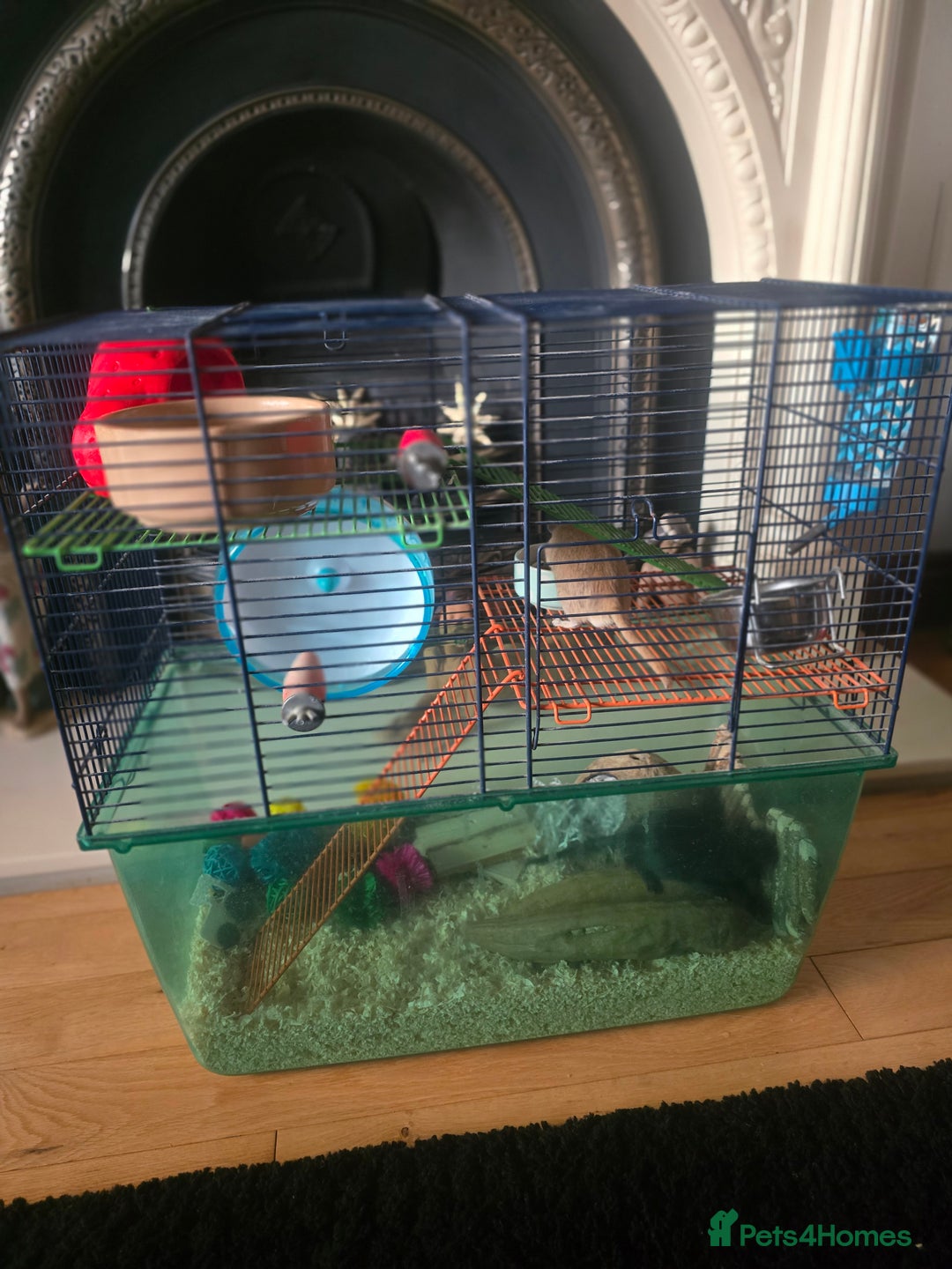 Gerbil rodents for sale: 2 Gerbil males for sale - Ed & Stormz - Image 2