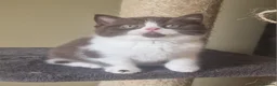 British Shorthair cats for sale: Tica registered British Shorthair Boy in Wigan - Advert 8