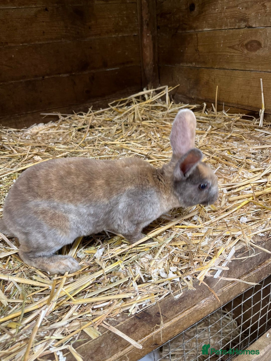 Rex rabbits for sale: 3 Mini rex  - Advert 7